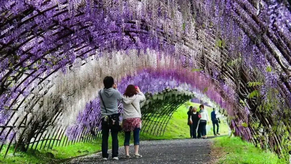 Wisteria Tunnel Kawachi Fujien, Japan