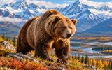 Alaska Grizzly Bear Outfitters